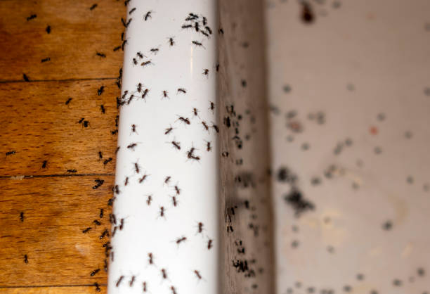 Best Spider Control Near Me  in Enterprise, WV
